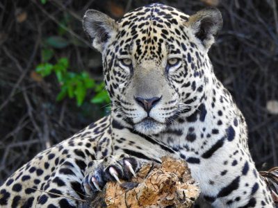 Panthera-onca