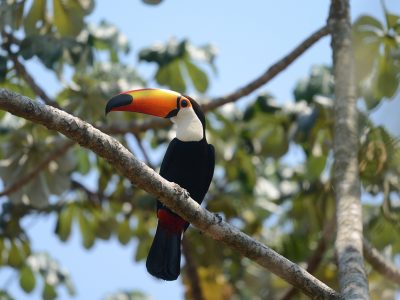 Ramphastos-toco