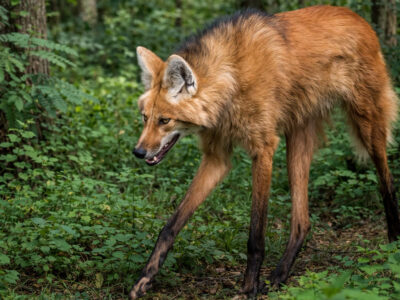 the maned wolf